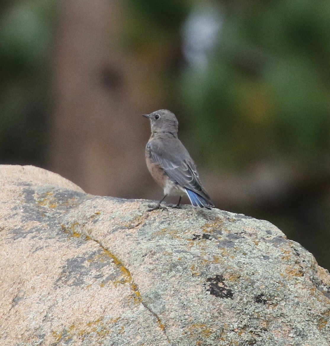 Western Bluebird - ML624027240