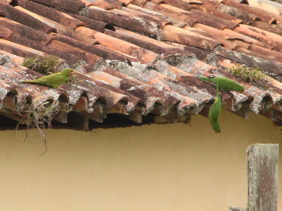 White-eyed Parakeet - ML624027241