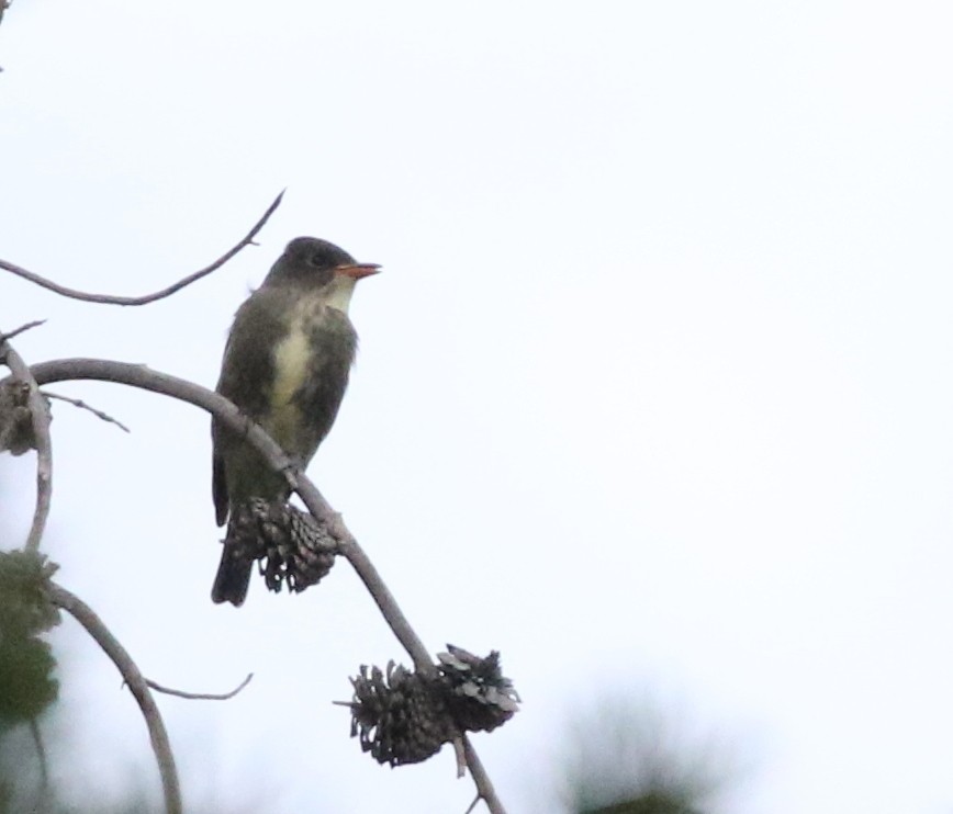 Olive-sided Flycatcher - ML624027242