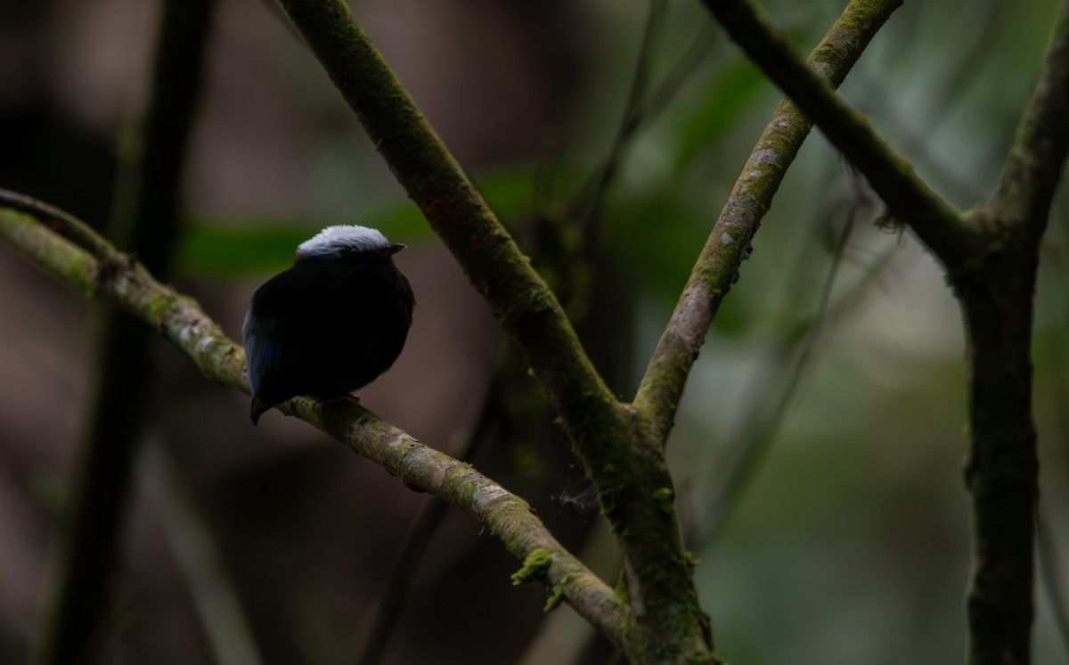 Blue-rumped Manakin - ML624027243