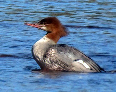 Common Merganser - ML624027244