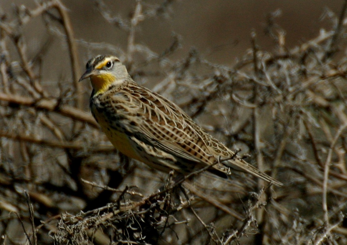 Western Meadowlark - ML624027248