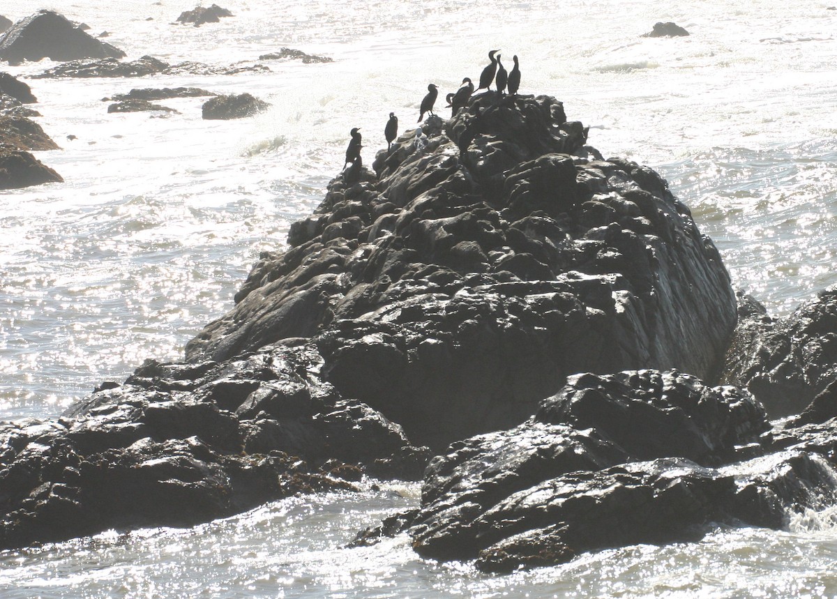 Double-crested Cormorant - ML624027249