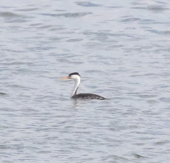 Clark's Grebe - ML624027250