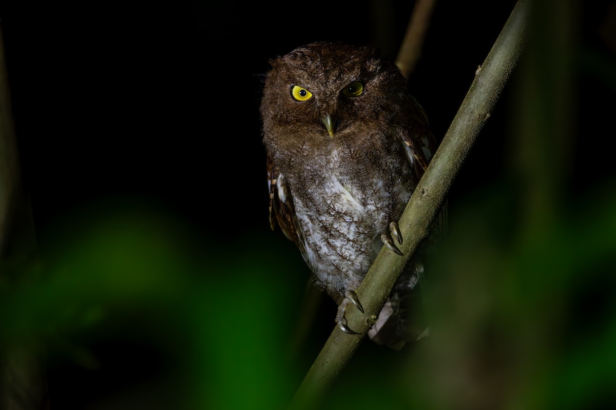 Foothill Screech-Owl - ML624027251