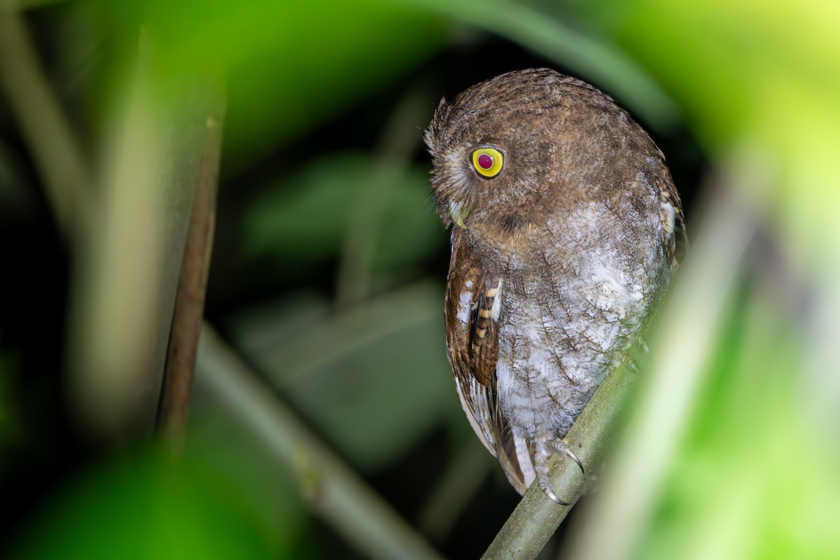 Foothill Screech-Owl - Isaac Smith