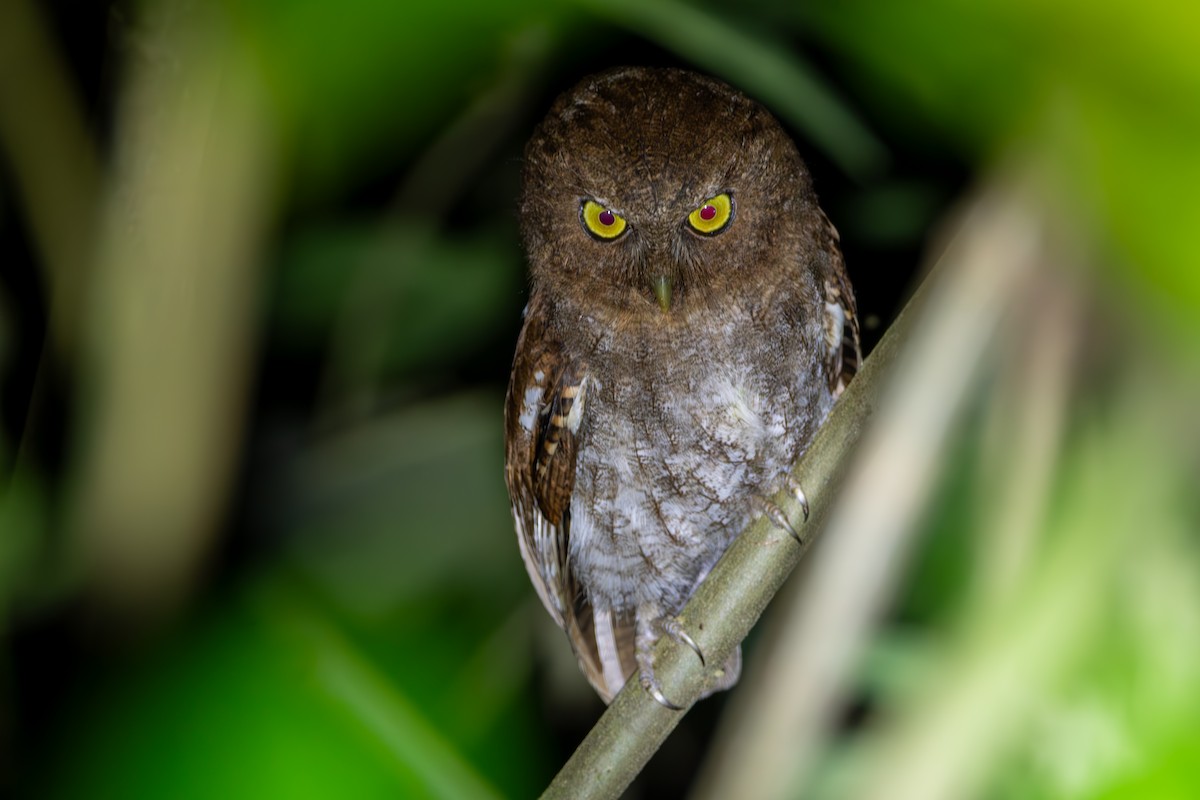 Foothill Screech-Owl - ML624027253