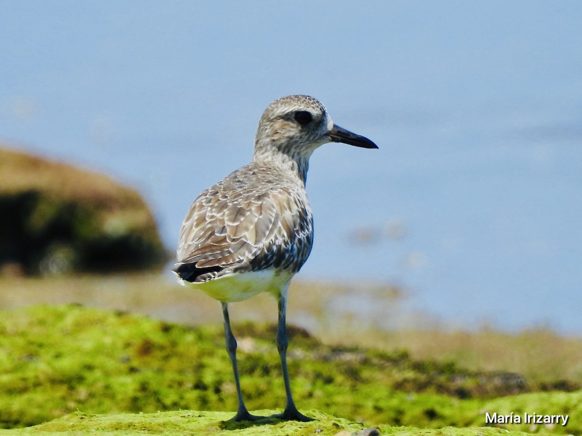 Black-bellied Plover - ML624027254