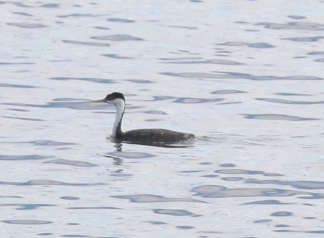 Western Grebe - ML624027256