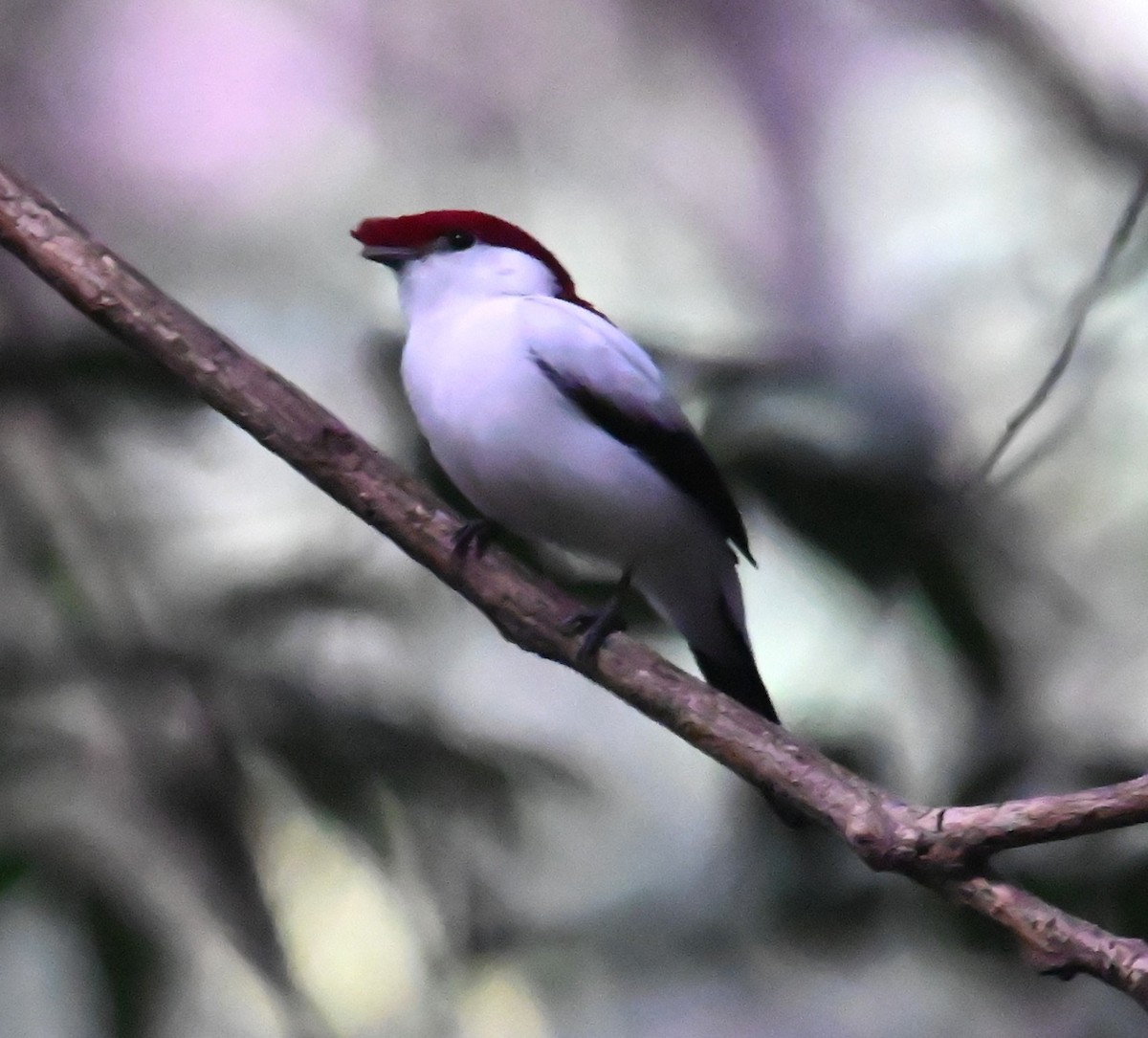 Araripe Manakin - ML624027273