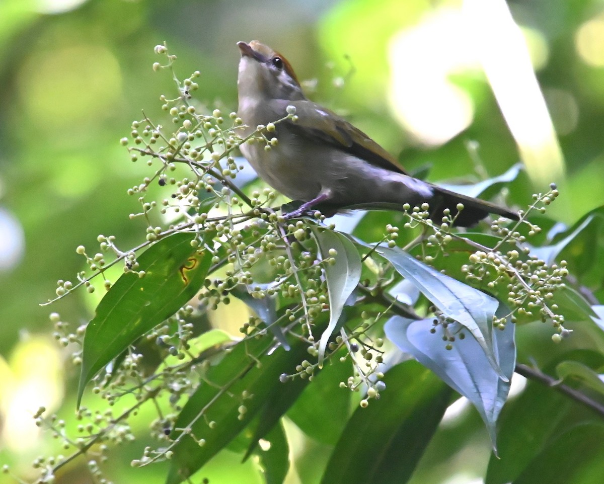 Araripe Manakin - ML624027275