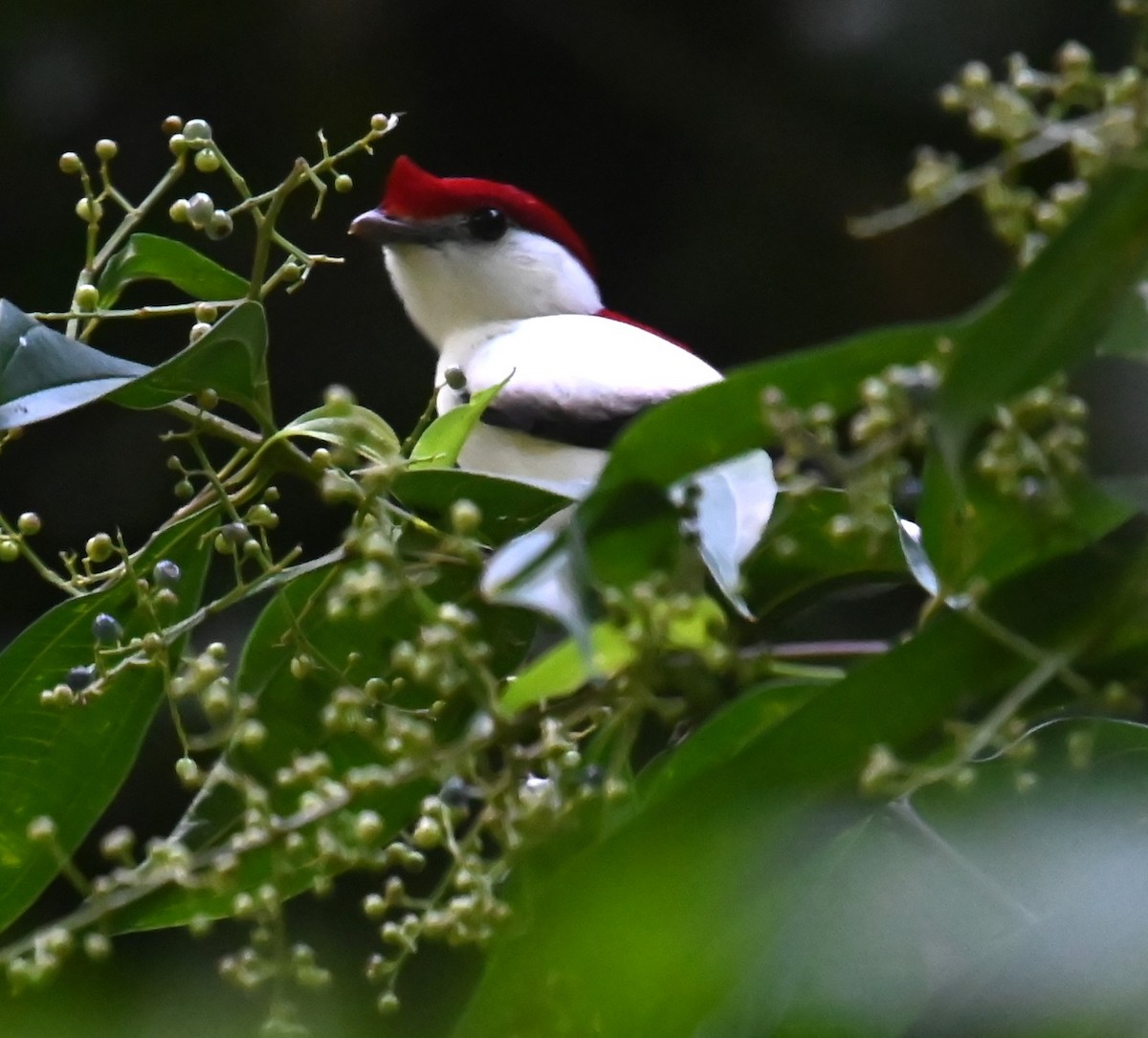 Araripe Manakin - ML624027279