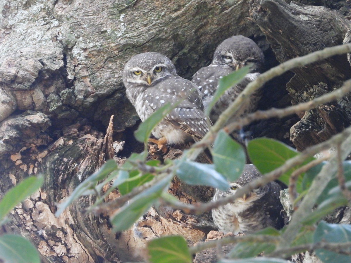 Spotted Owlet - Kaushik Sarkar