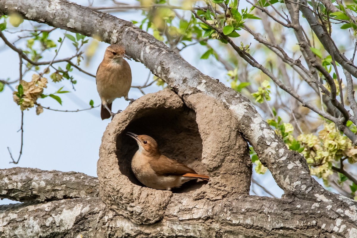 Rufous Hornero - ML624027288