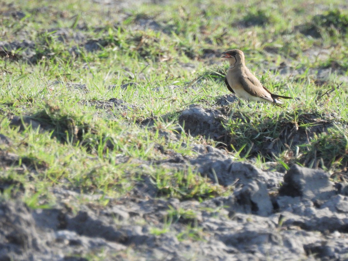 Collared Pratincole - ML624027291