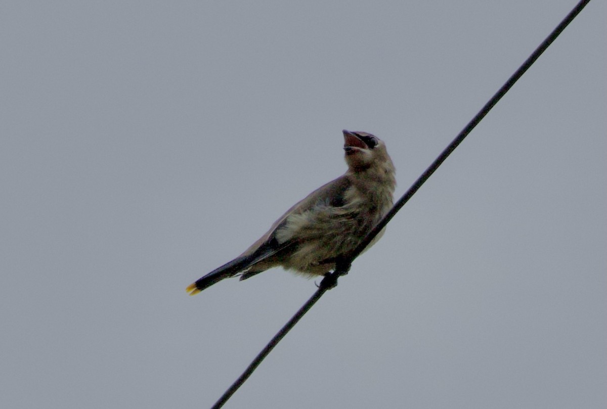 Cedar Waxwing - ML624027292