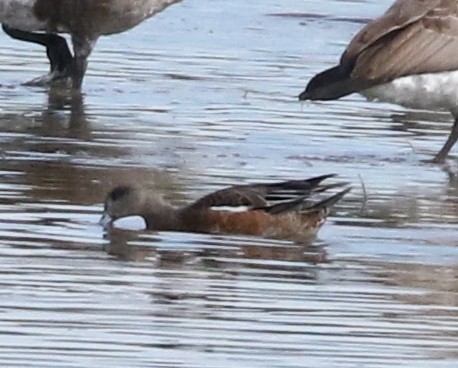 American Wigeon - ML624027293