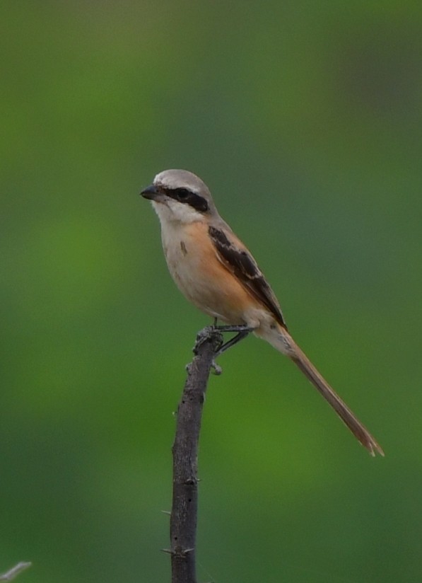 Long-tailed Shrike - ML624027295