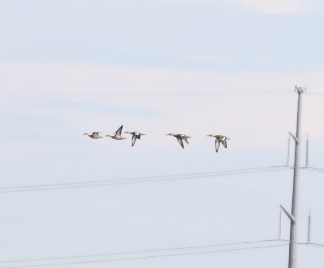 Northern Shoveler - ML624027297