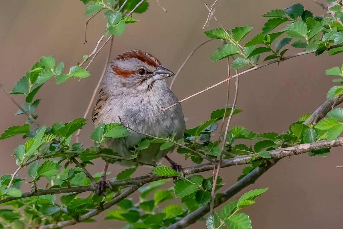 Chaco Sparrow - ML624027299