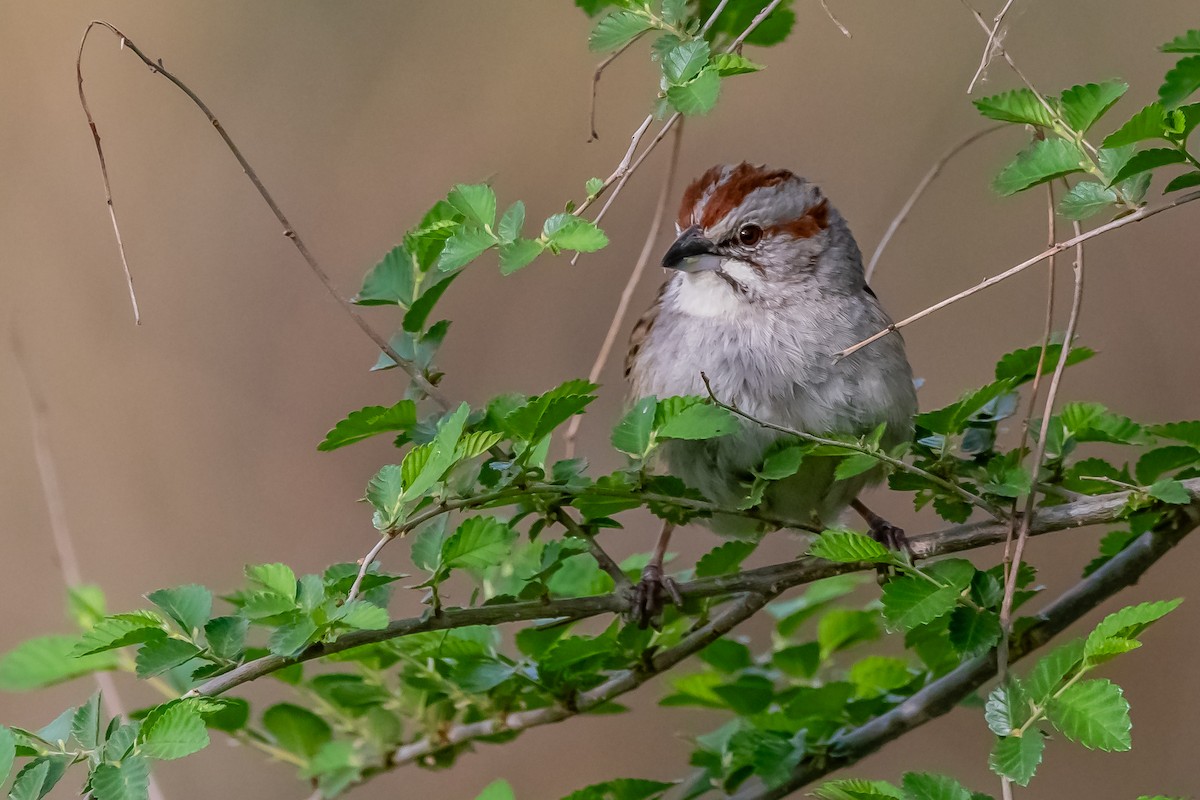 Chaco Sparrow - ML624027300