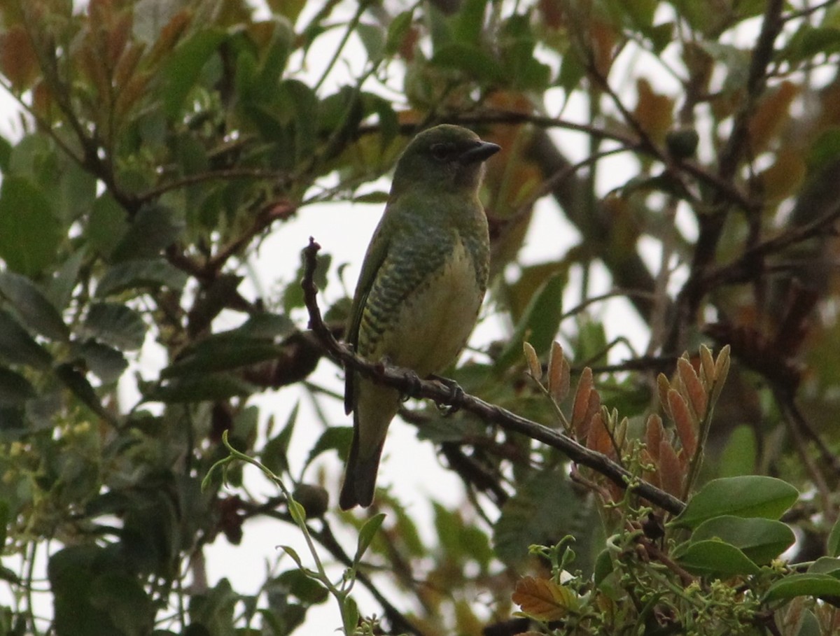 Swallow Tanager - ML624027302