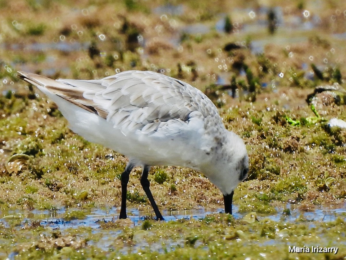 Sanderling - ML624027303