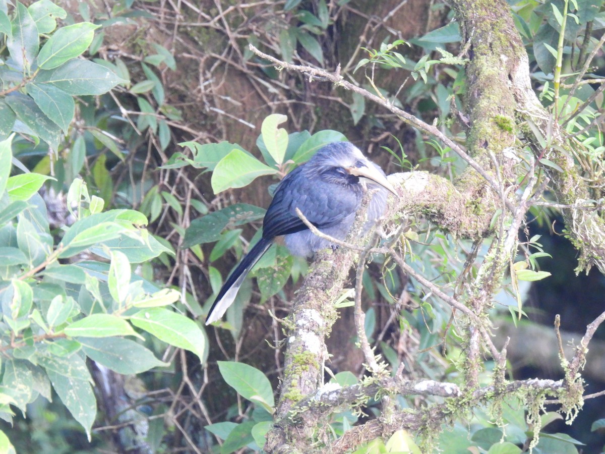 Malabar Gray Hornbill - ML624027304