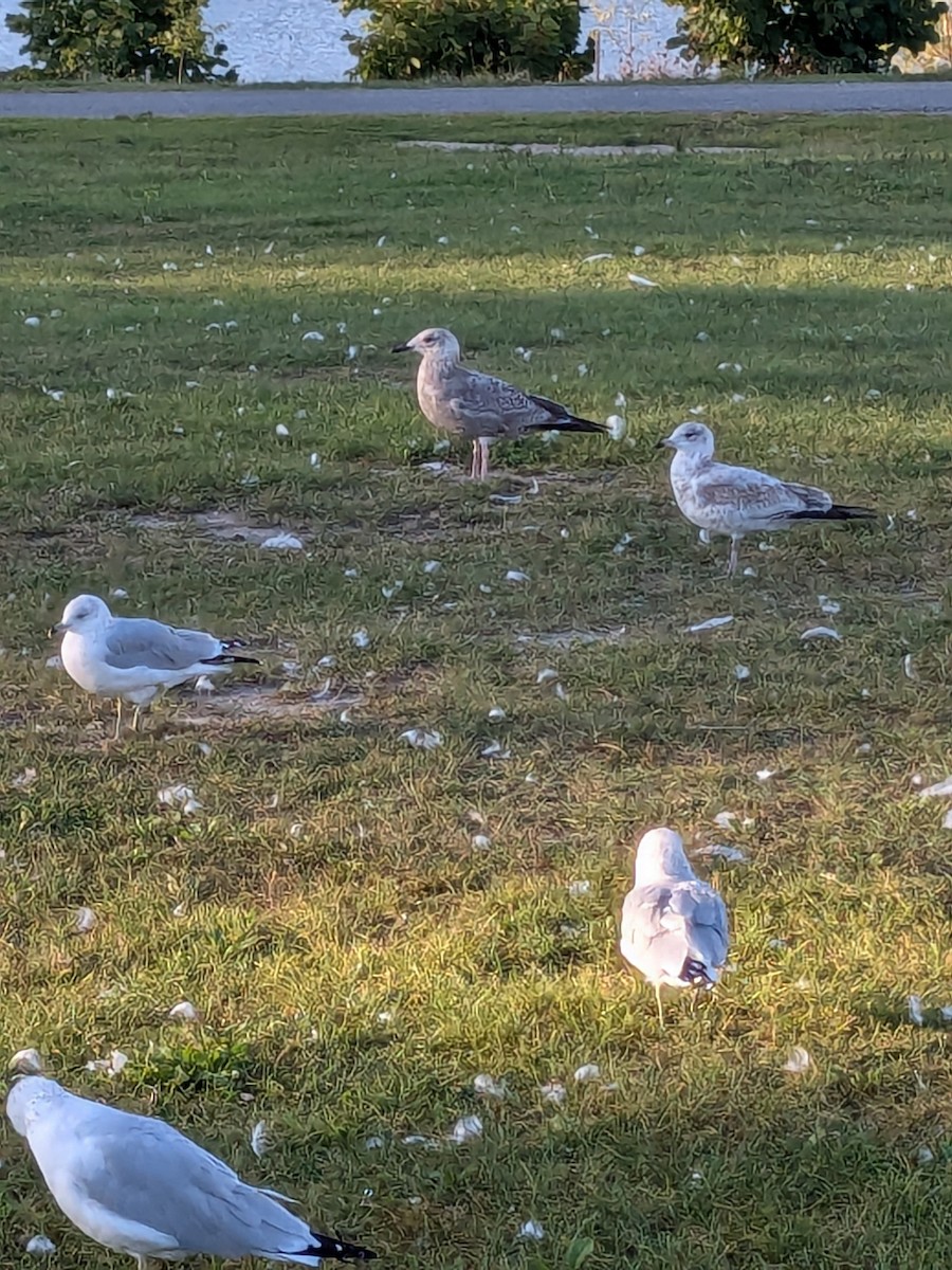 Herring Gull - ML624027306