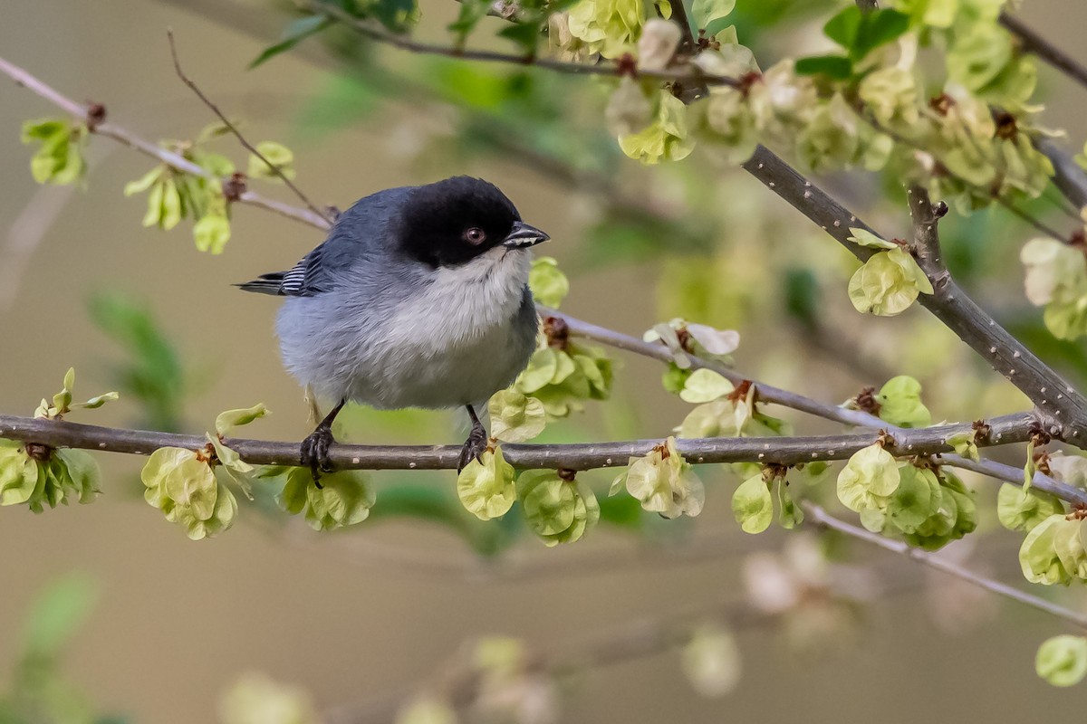 Black-capped Warbling Finch - ML624027308