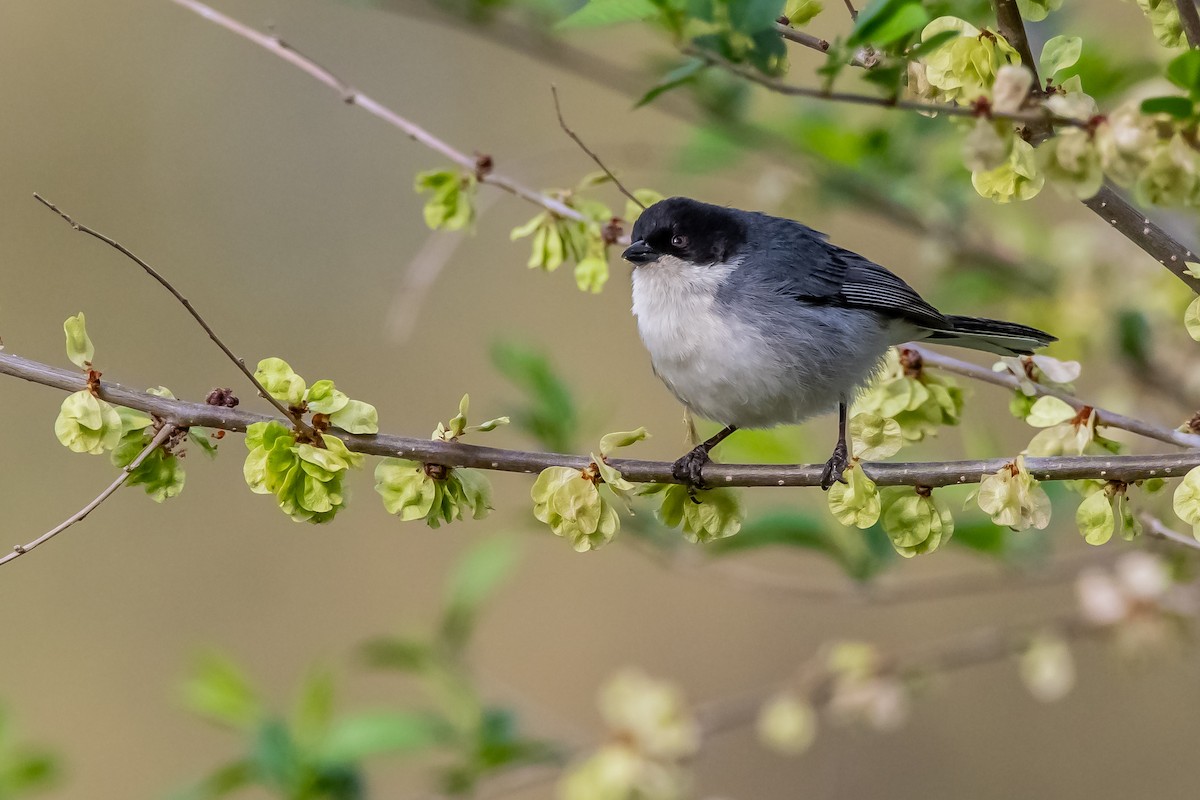 Black-capped Warbling Finch - ML624027310