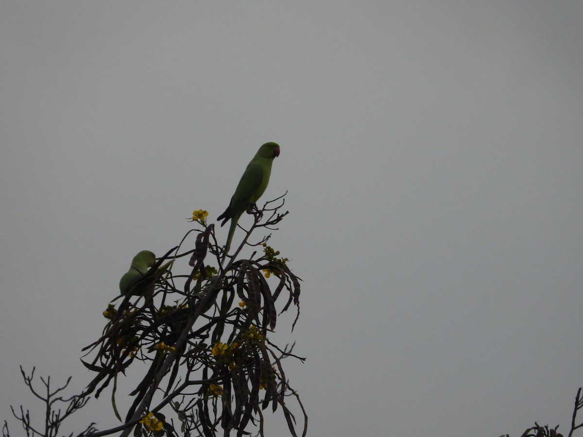 Rose-ringed Parakeet - ML624027311