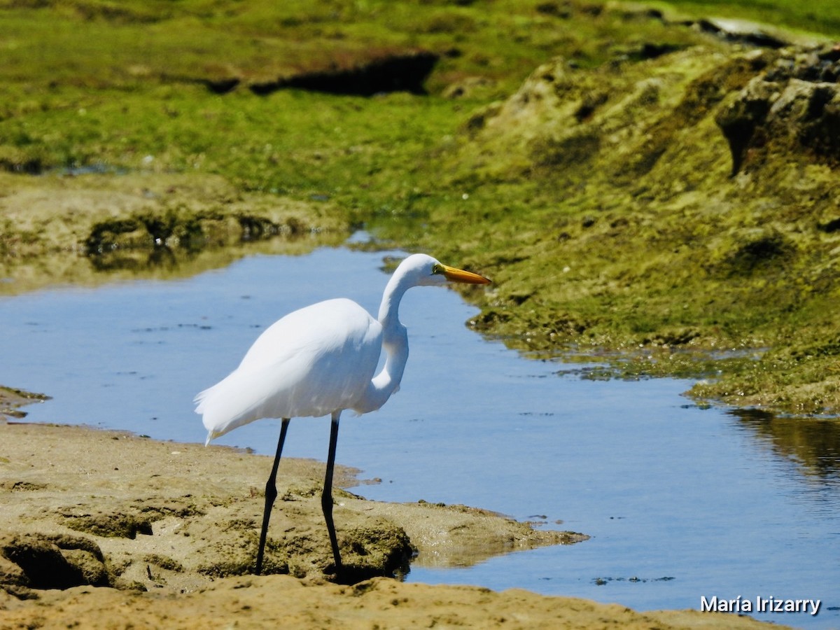 Great Egret - ML624027312