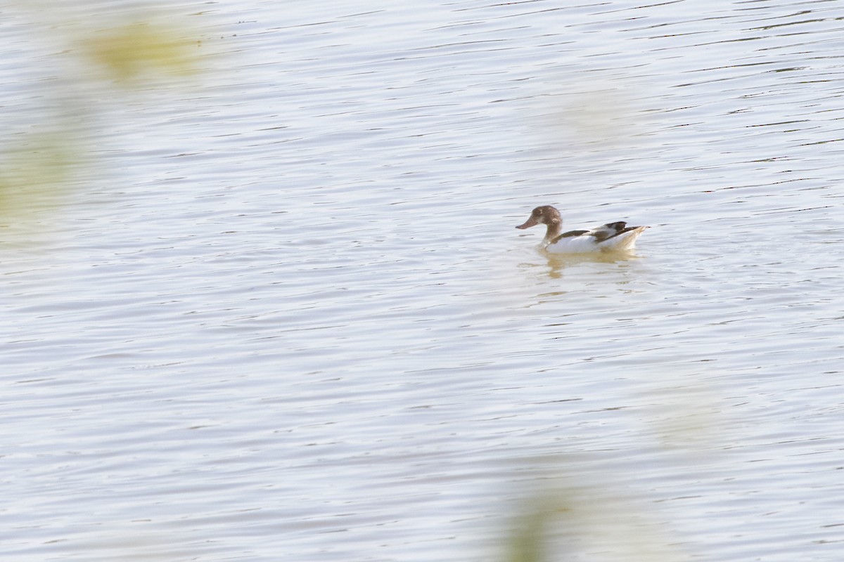 Common Shelduck - ML624027313