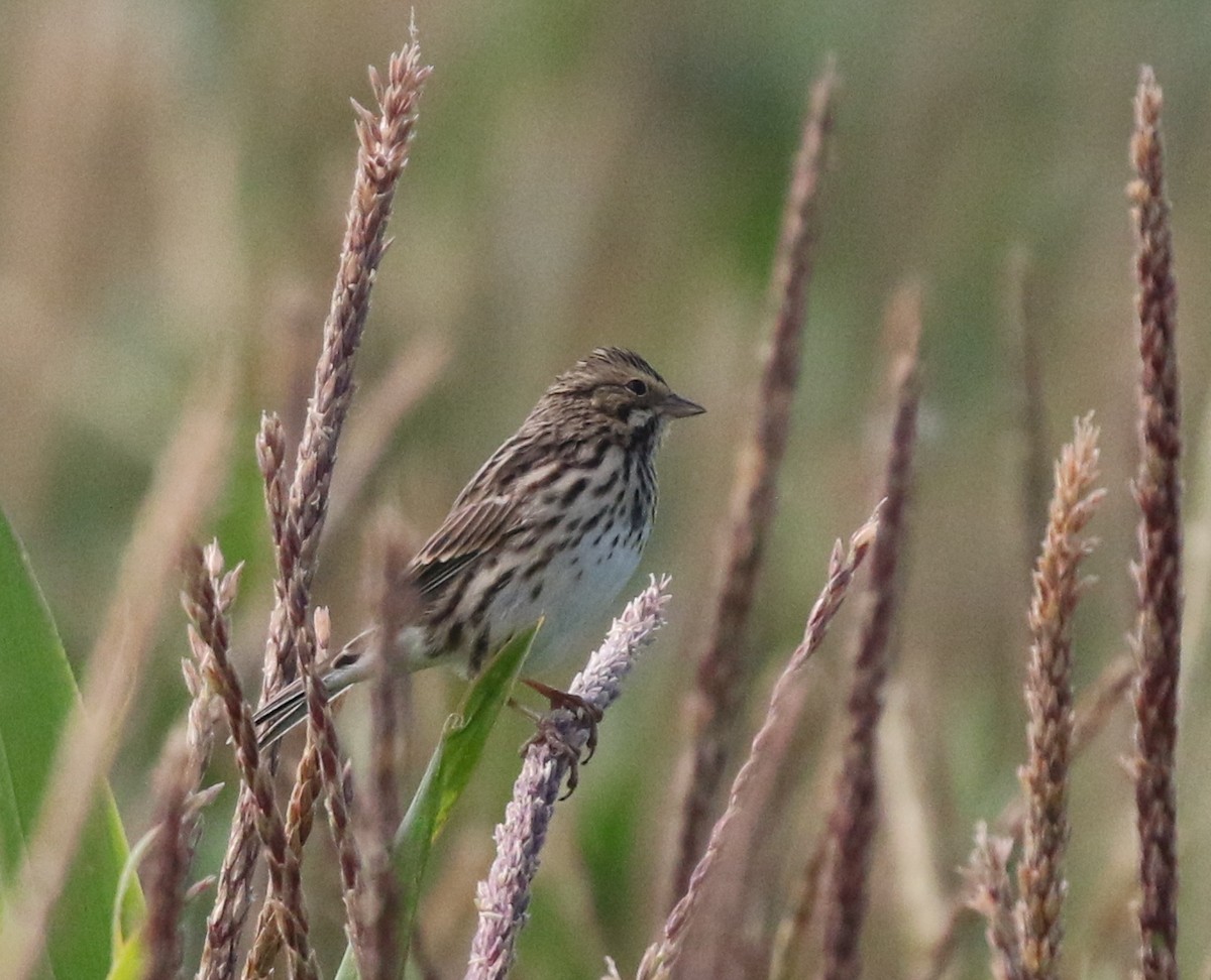 Savannah Sparrow - ML624027314