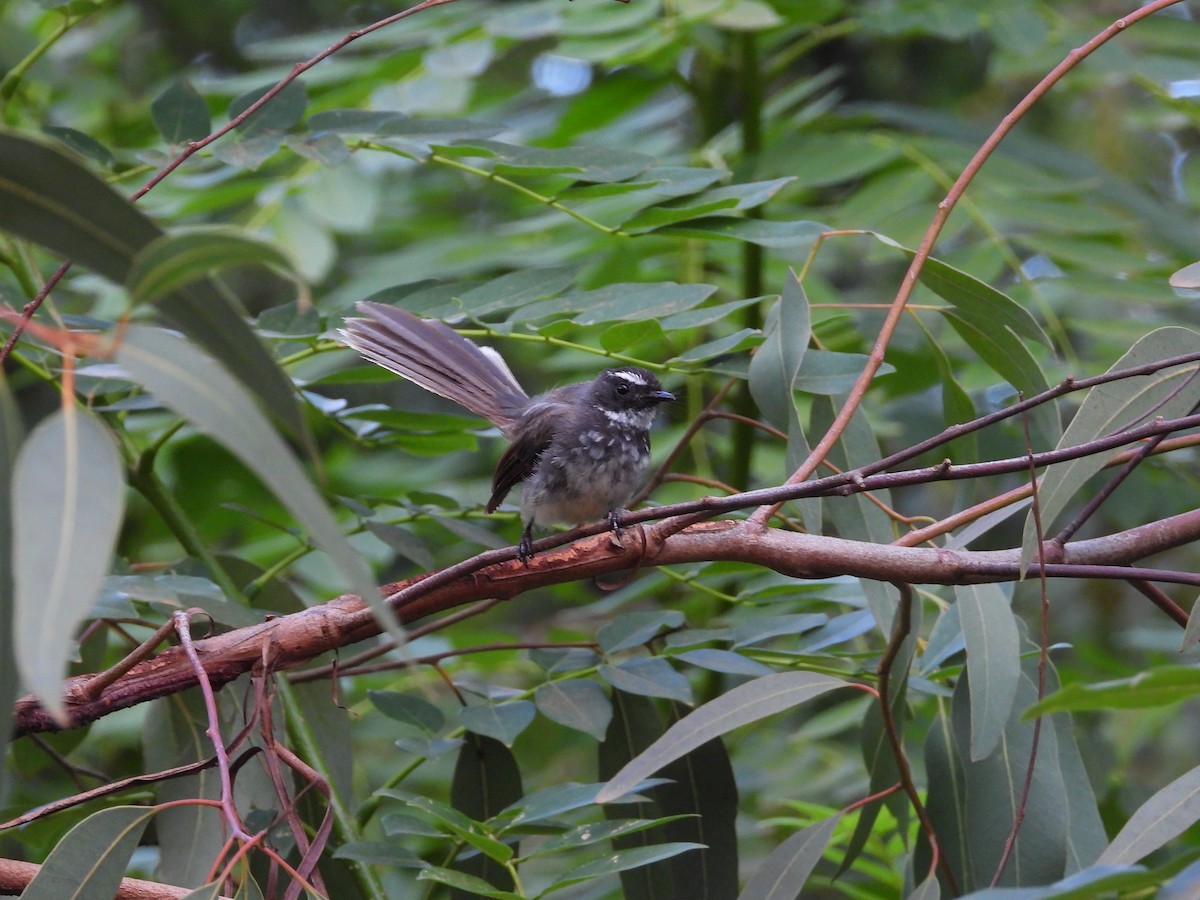 Spot-breasted Fantail - ML624027332