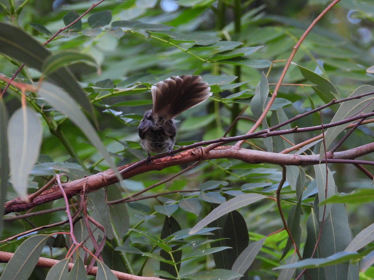 Spot-breasted Fantail - ML624027333