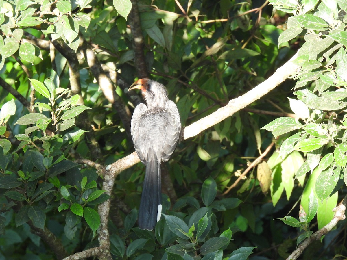 Malabar Gray Hornbill - ML624027334