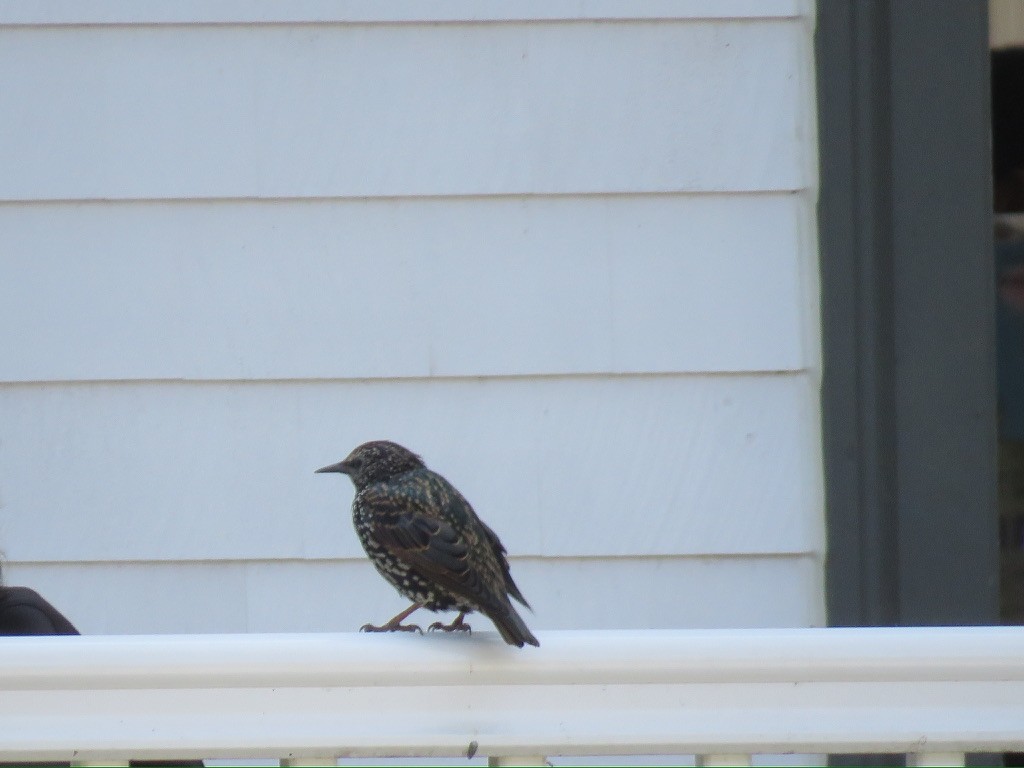 European Starling - ML624027338