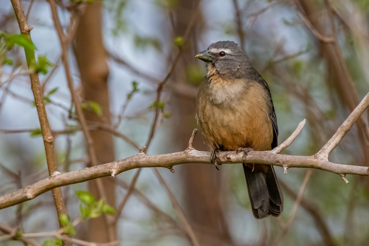 Pepitero Grisáceo del Amazonas - ML624027341