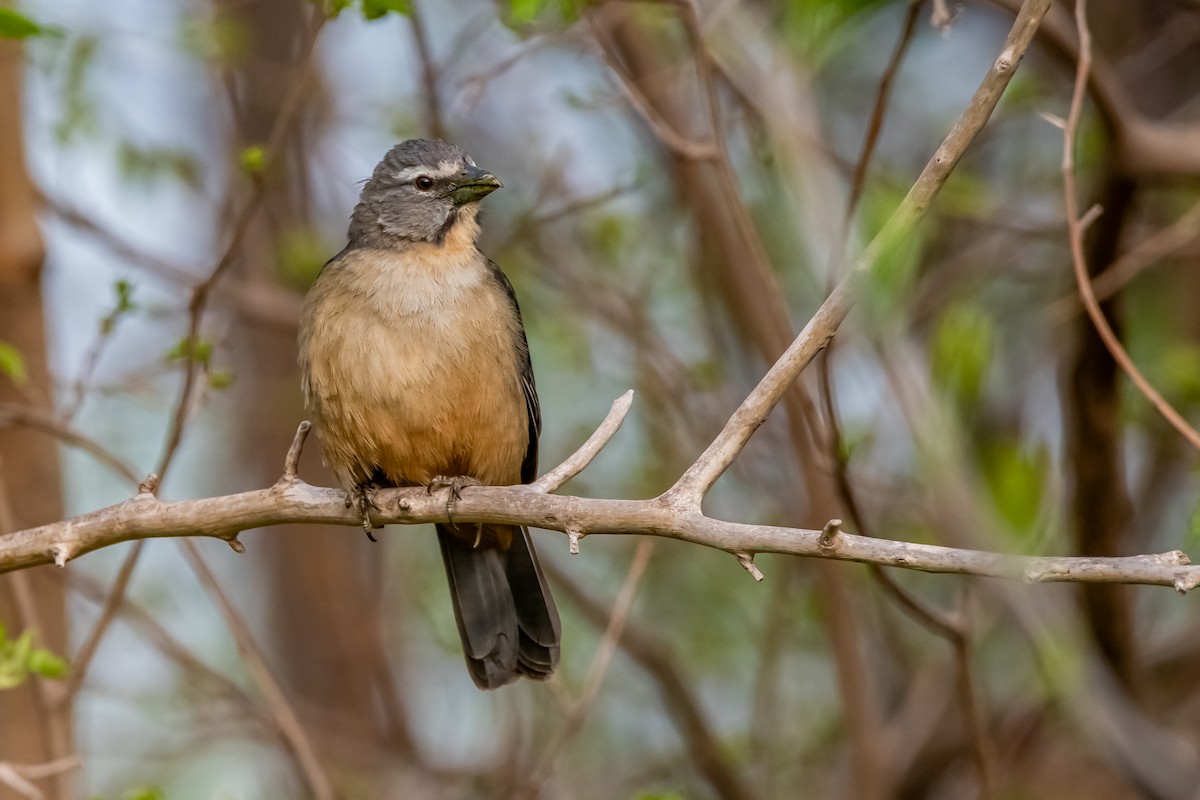 Pepitero Grisáceo del Amazonas - ML624027342