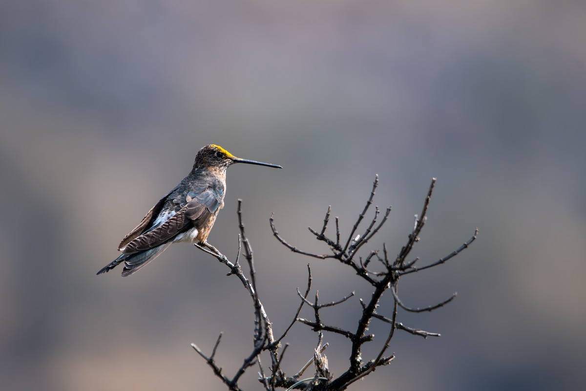 Giant Hummingbird - ML624027346