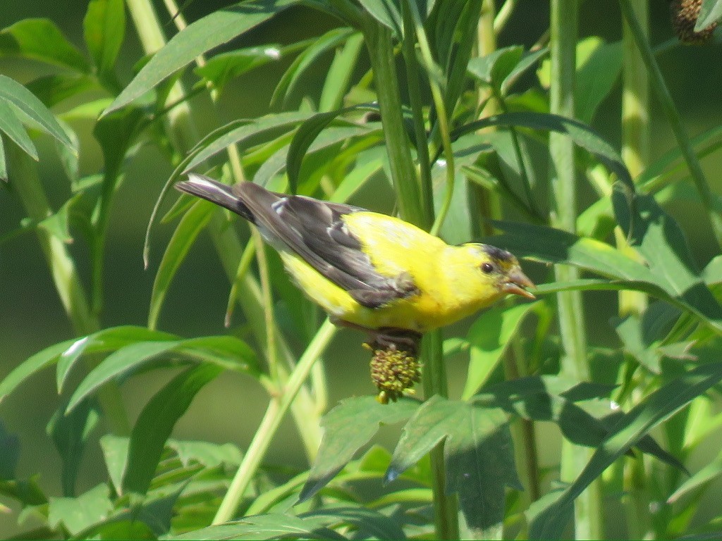 American Goldfinch - ML624027350