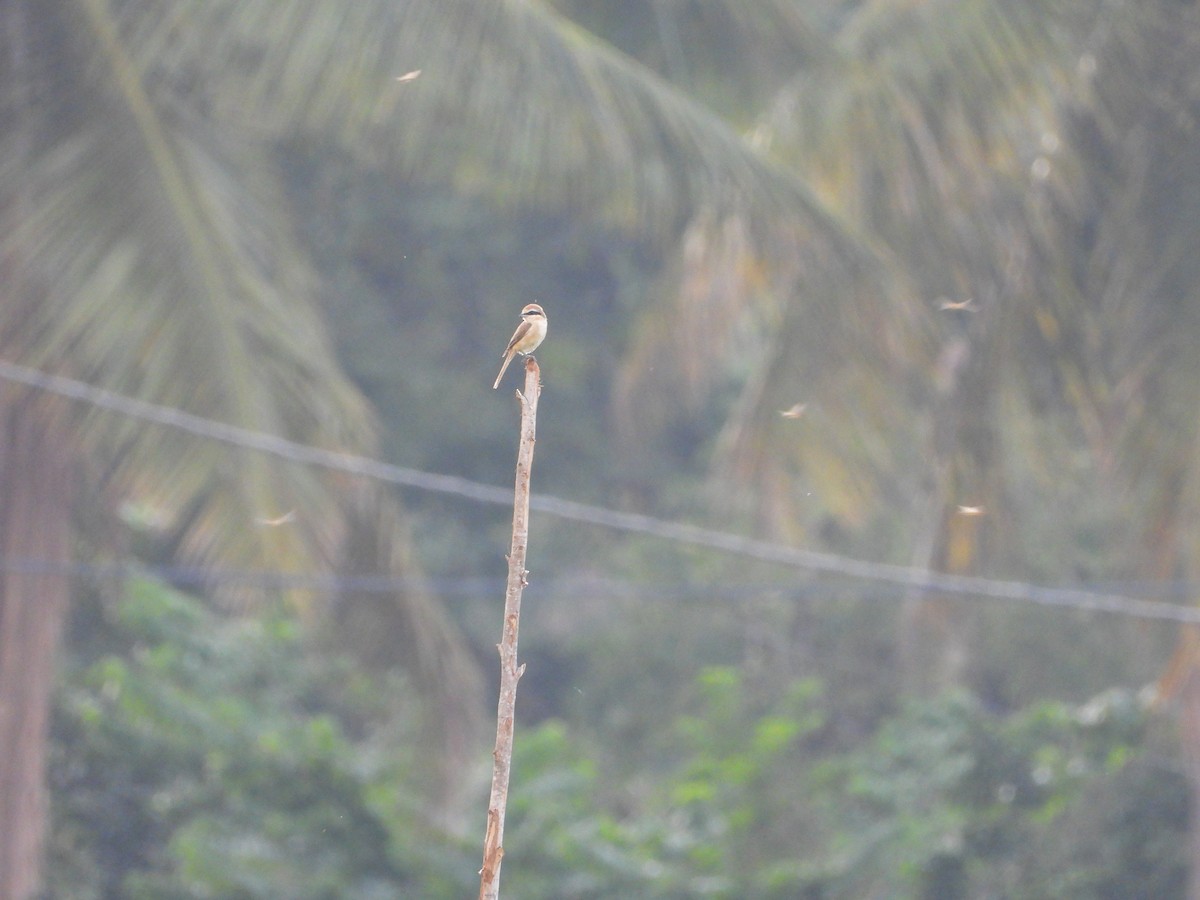 Brown Shrike - ML624027353