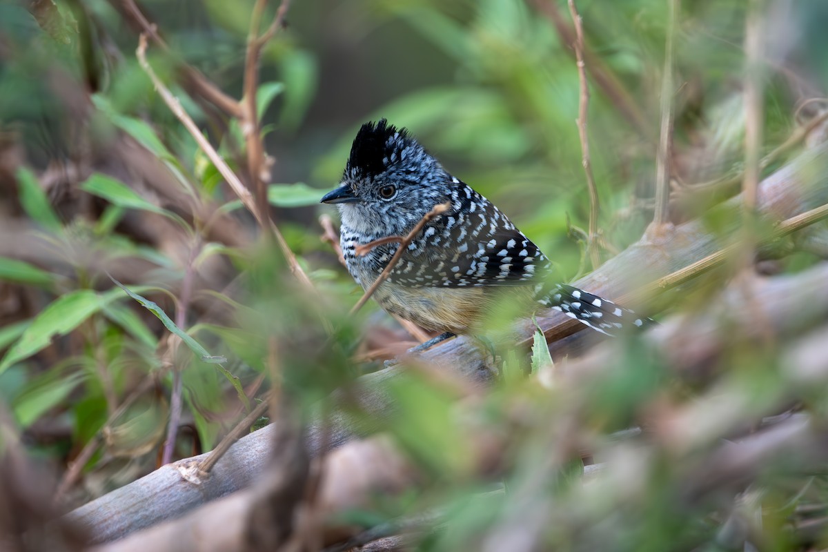 Chapman's Antshrike - ML624027365