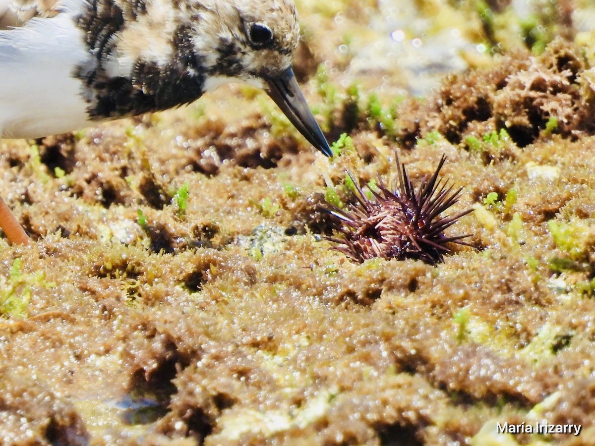 Ruddy Turnstone - Maria del R Irizarry Gonzalez