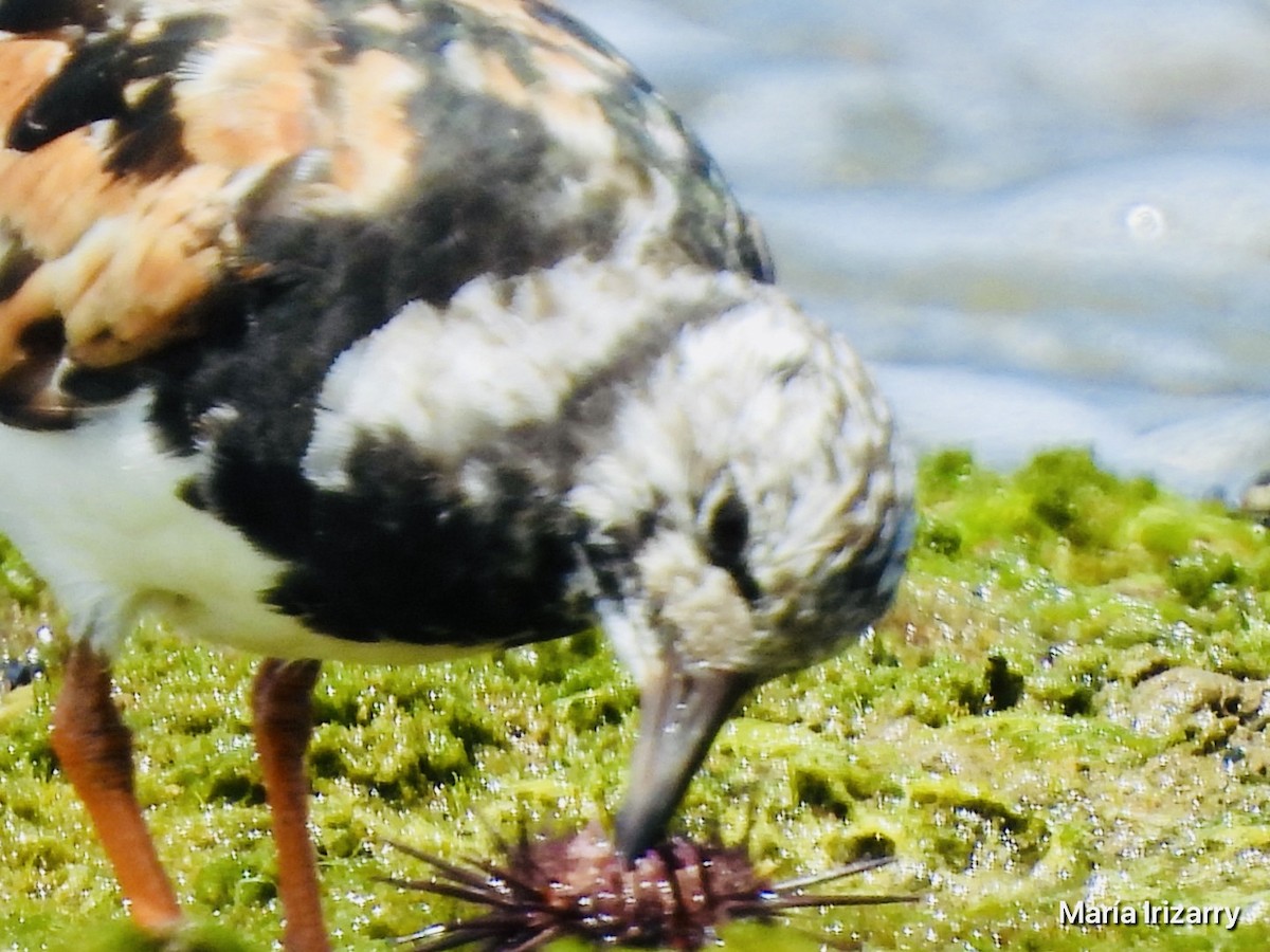 Ruddy Turnstone - ML624027367