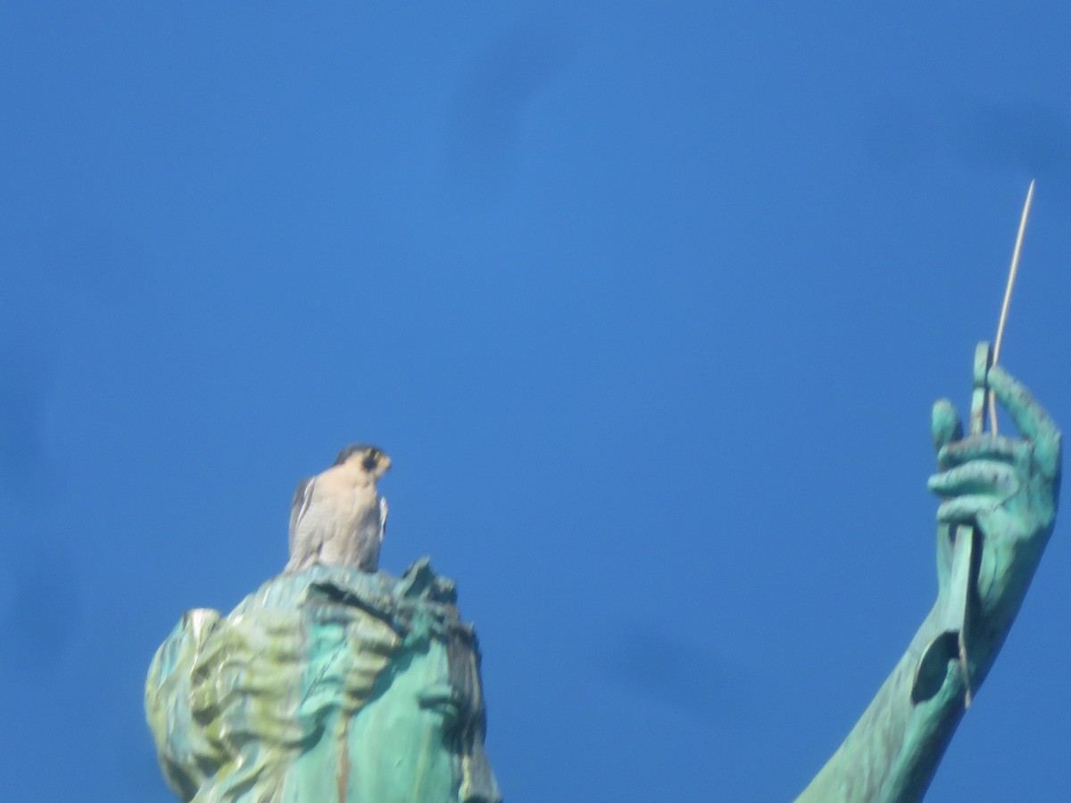 Turkey Vulture - ML624027376