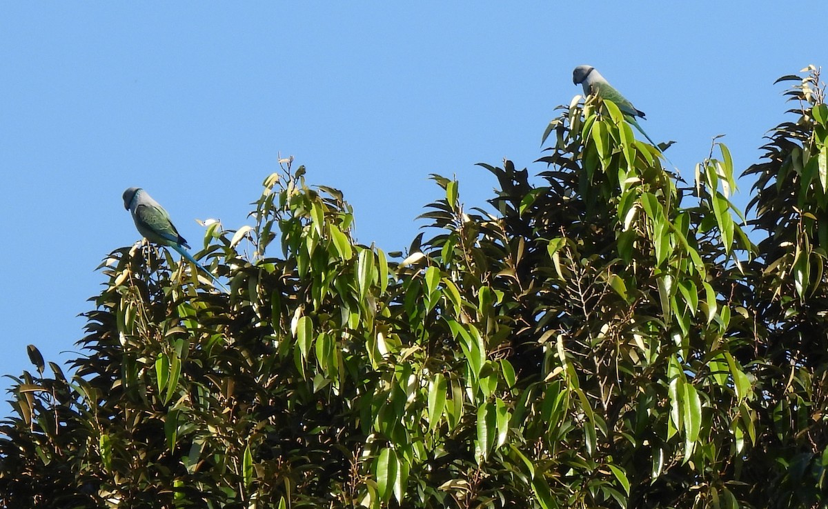 Malabar Parakeet - ML624027379