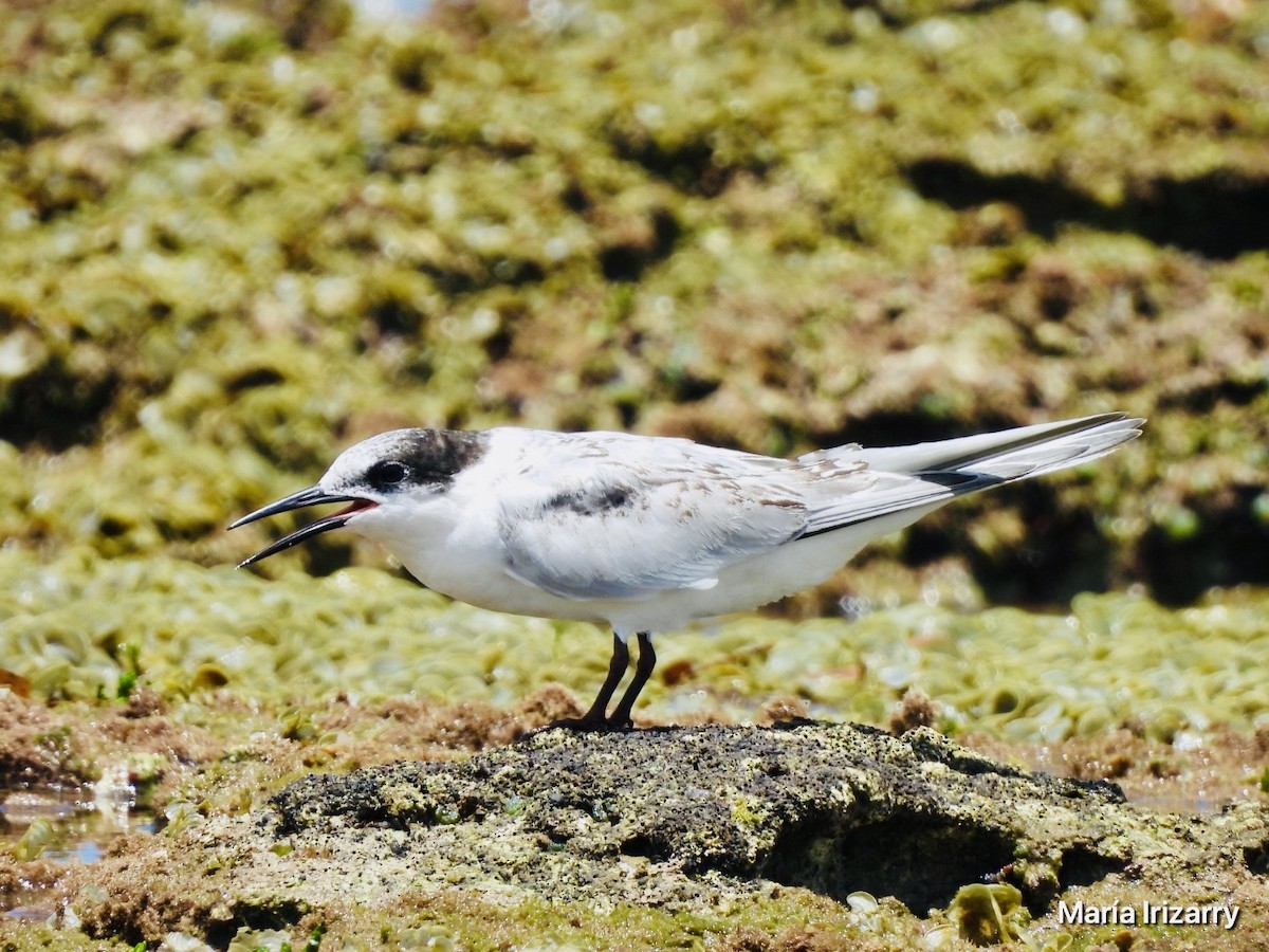 Roseate Tern - ML624027382